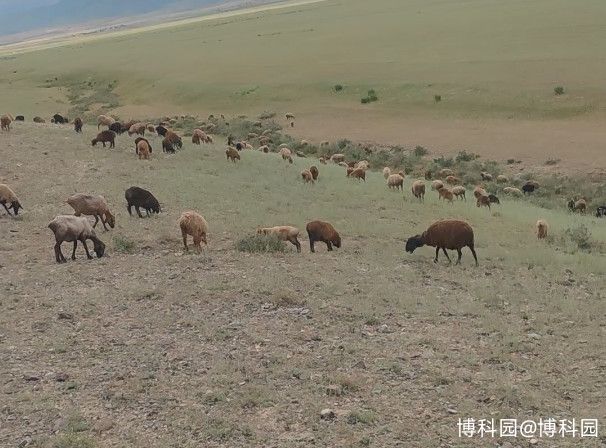 我在新疆伊犁放羊
