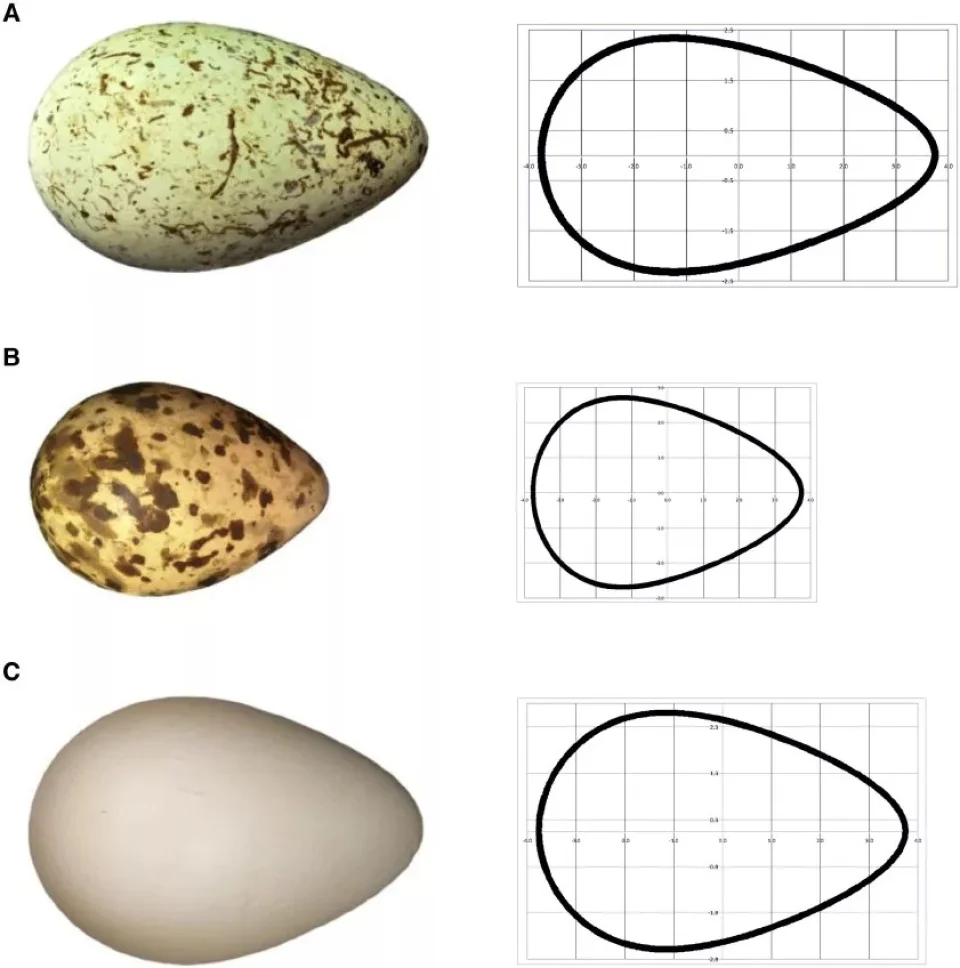 你吃过的每一枚鸡蛋，都能在这个数学公式里找到