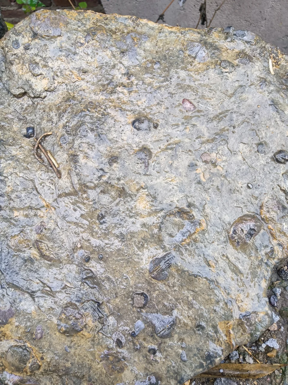 这难道是泥盆纪遗迹中的化石？