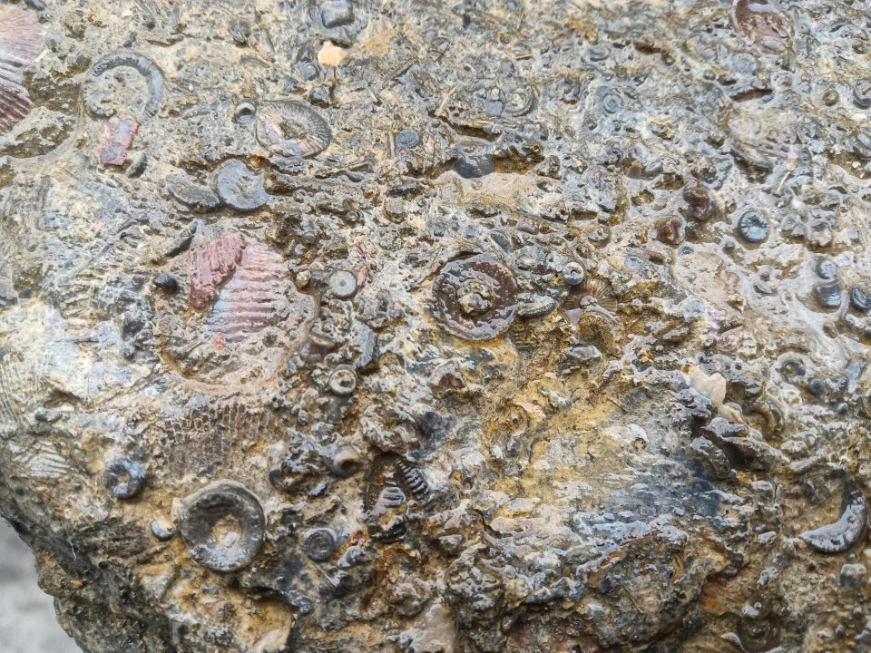 这难道是泥盆纪遗迹中的化石？