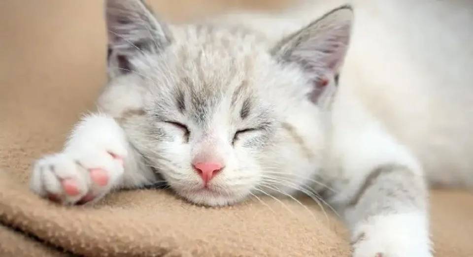 你知道猫的嗜睡性吗？