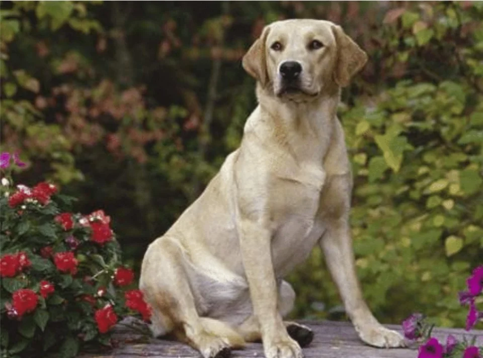 动物百科 – 拉布拉多犬