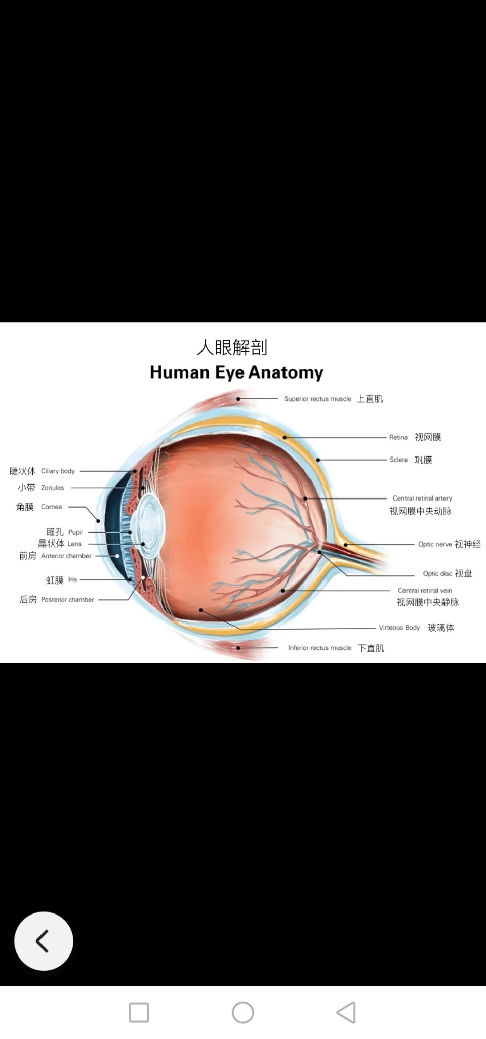 眼球的剖图