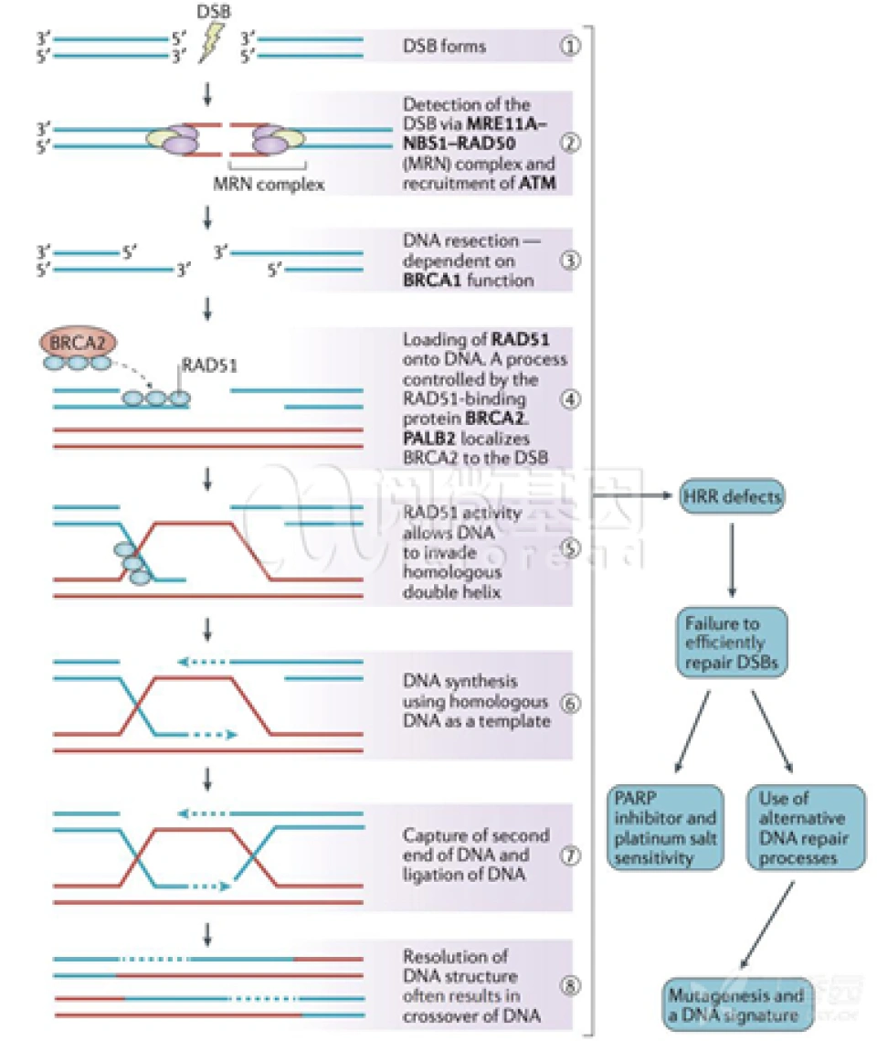 核酸的剪刀——CRISPR-Cas系统（2）