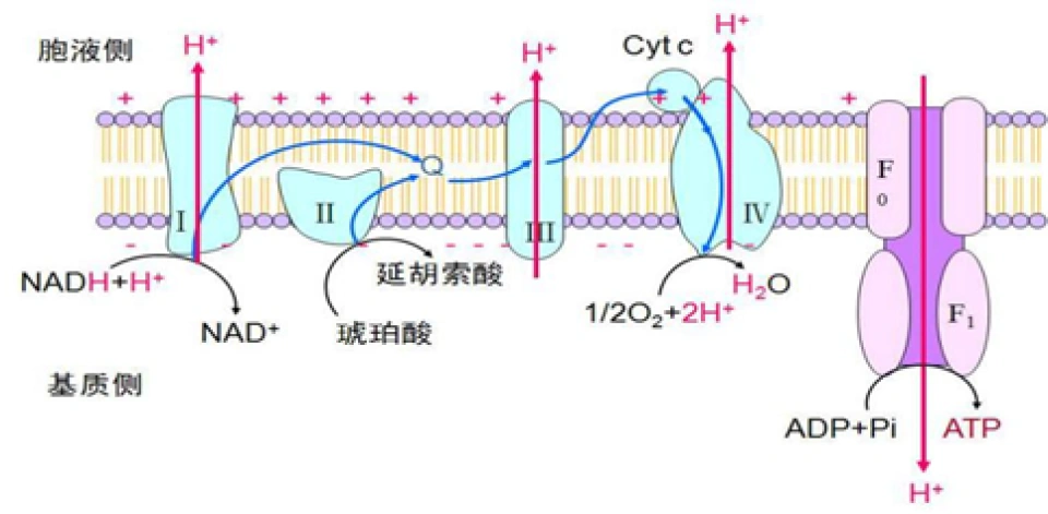 细胞的氧感受器——HIF-1（下）