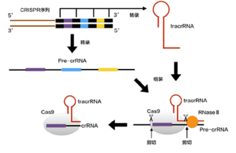 核酸的剪刀——CRISPR-Cas系统（2）
