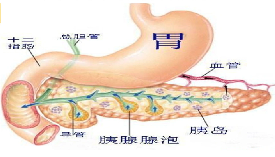 胰腺的解剖及生理功能