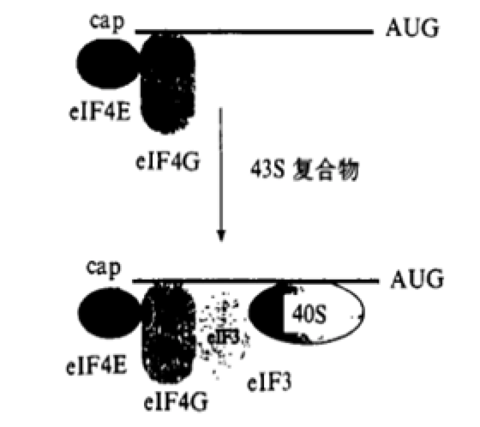 细胞的氧感受器——HIF-1（下）