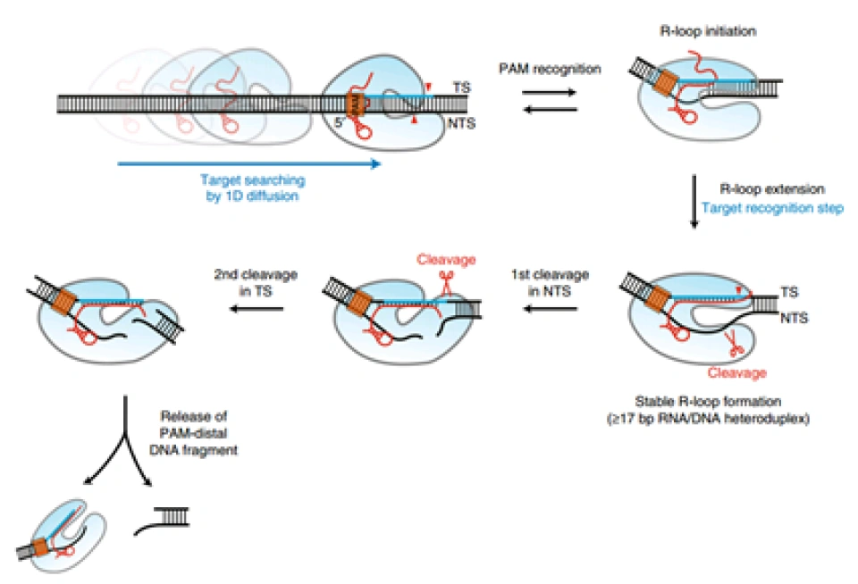 核酸的剪刀——CRISPR-Cas系统（3）
