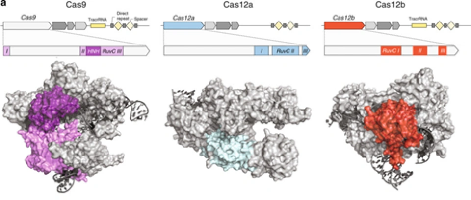 核酸的剪刀——CRISPR-Cas系统（3）
