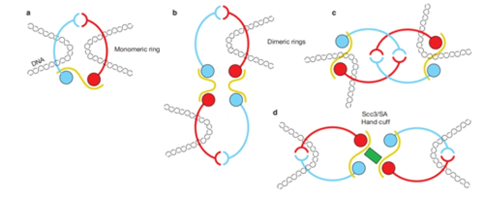 粘合素与DNA环（下）
