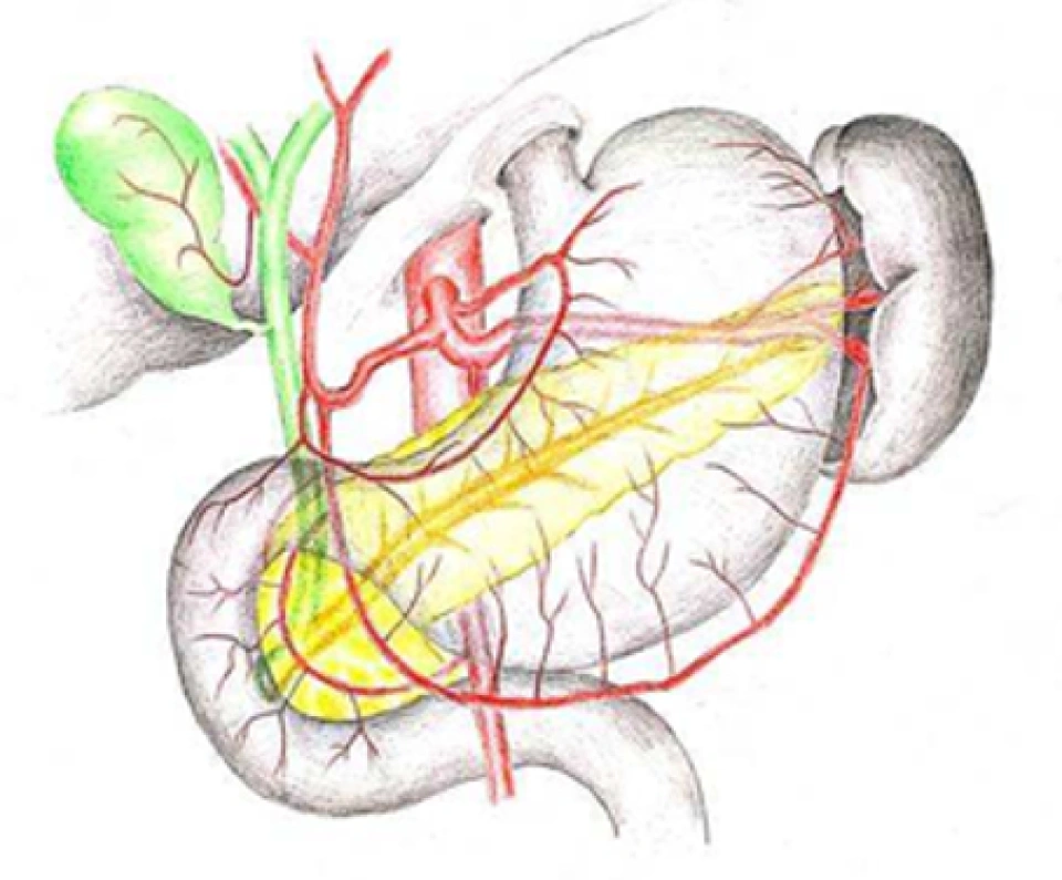 胰腺的解剖及生理功能