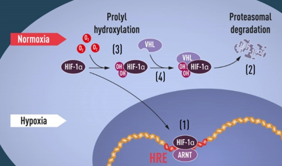 细胞的氧感受器——HIF-1（上）