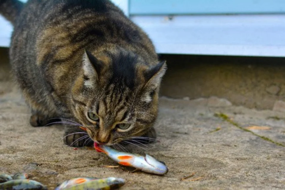 猫真的喜欢吃鱼吗？