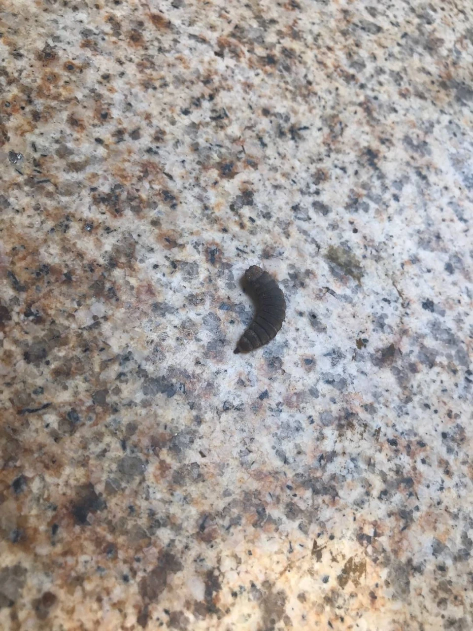 有人认识这是什么虫吗？