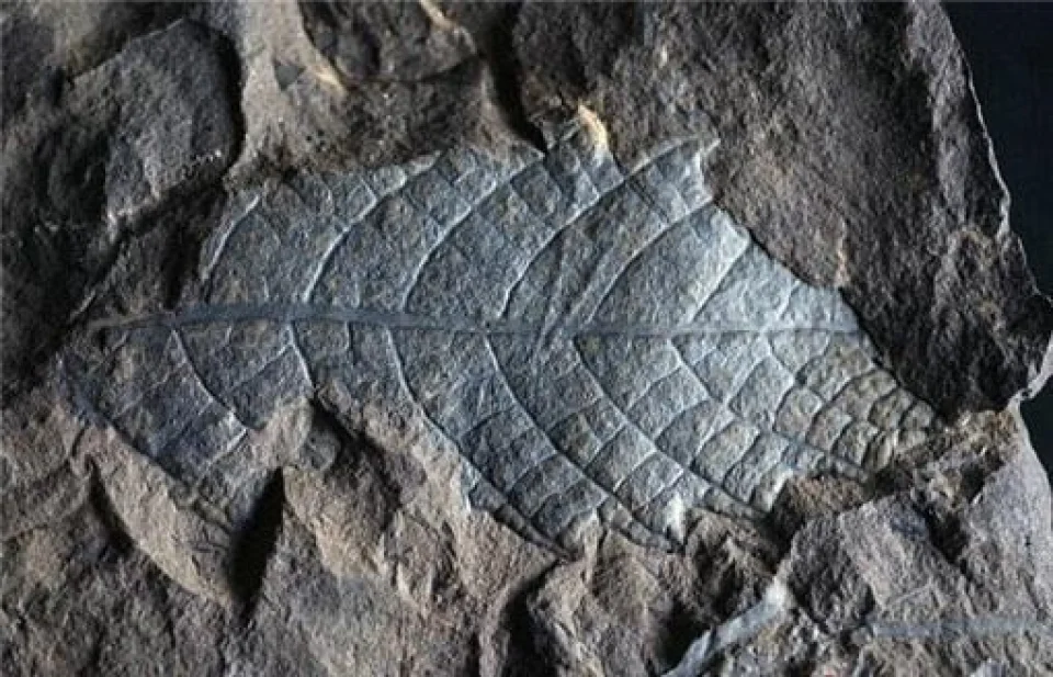 化石密语，和38亿年的生命对话~