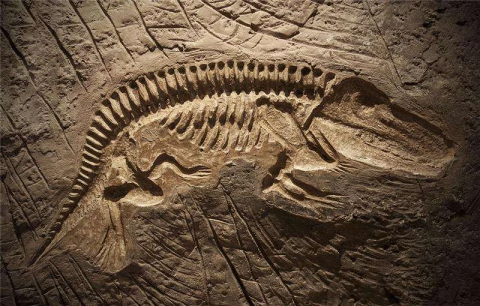 化石密语，和38亿年的生命对话~