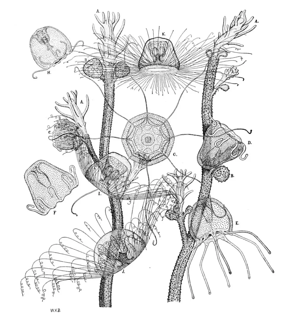 “永生不死”的水母：它给人类留下了什么神奇的不死密码~