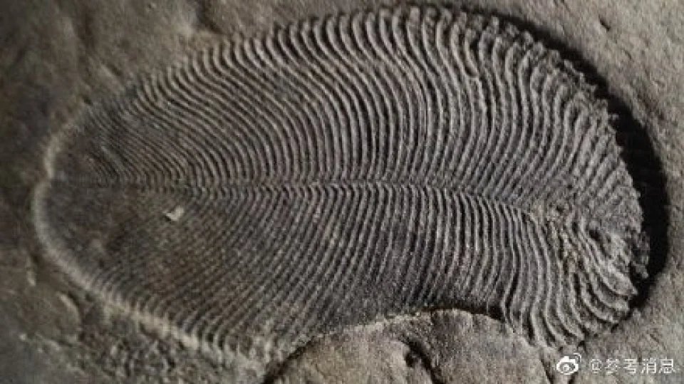 科学家在5.5亿年前的化石中发现世界上“最古老食物”
